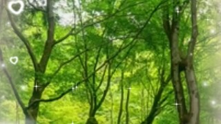 Shinrin yoku