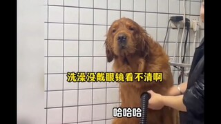 谁家狗子洗澡是这样的啊