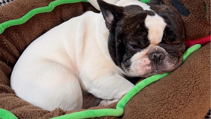 Chó Pháp đôi khi thật giống trẻ con!