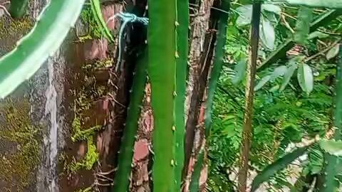 চাদের ডাগন চাষি কৃষকেরা