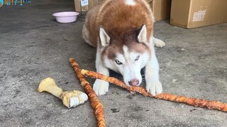 Husky: Hari ini sepertinya sudah Tahun Baru Imlek ya!