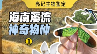 In Hainan, you can see three endemic species per square meter.