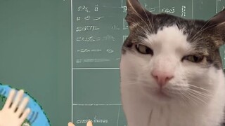 When you are knocked unconscious by the teacher #studentdays#againstthesky#catMeme