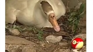 Bro, I accept all comers