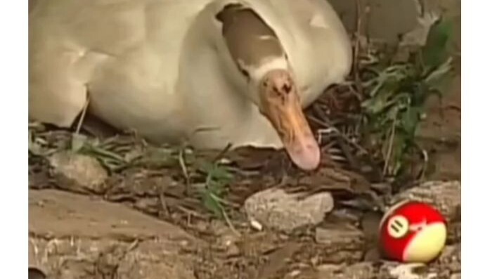 Bro, I accept all comers