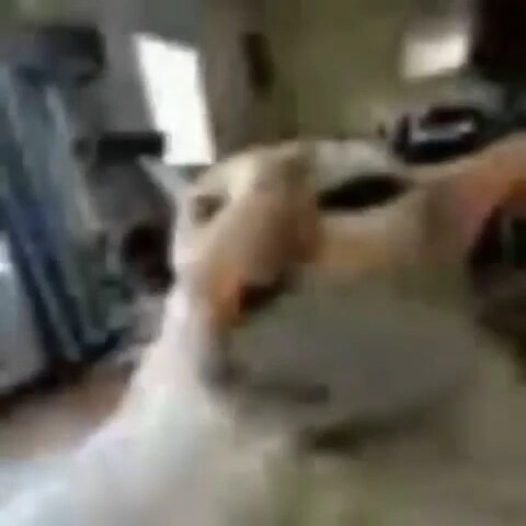 Được thôi😺