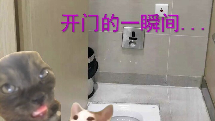 【Meme Kucing】Kisah saat aku bertemu Nantong di toilet kereta bawah tanah