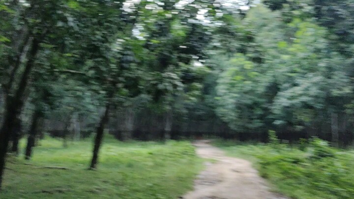 Rubber plantation