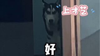 The Difference Between Huskies Before and After Treatment