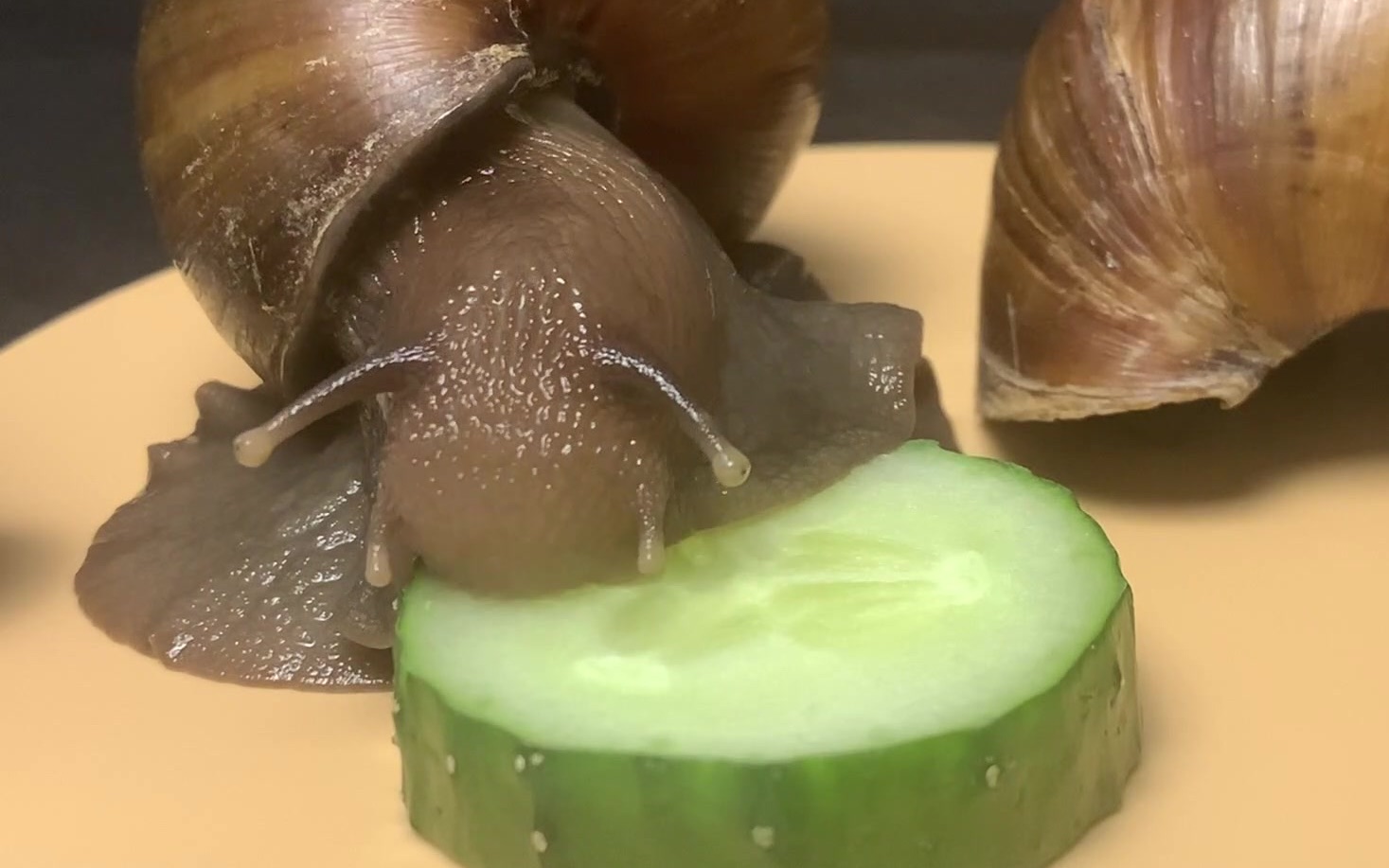 FEEDING SNAILS GIANTAFRICANLANDSNAILS | edu.svet.gob.gt