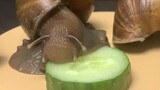 [Hewan]Siput raksasa Afrika makan mentimun