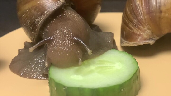 外来入侵物种非洲大黑蜗牛吃黄瓜