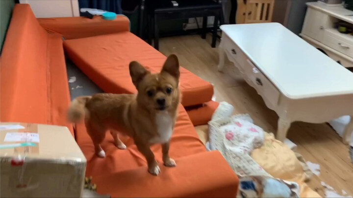 ห่างบ้านไป 5 วัน ลูกๆ ที่ซนสี่ตัวทำอะไรกันไว้บ้าง?