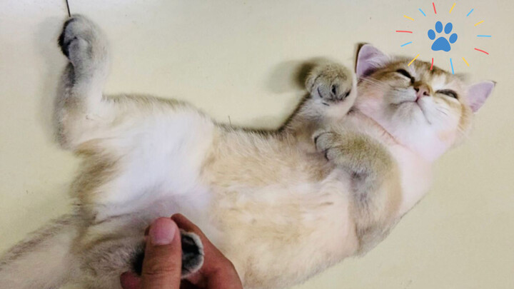 Cute Cat Videos