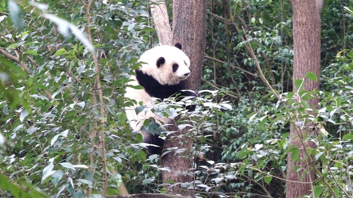 [Animals]Hearing grandpa's voice, Panda He Hua came down from the tree