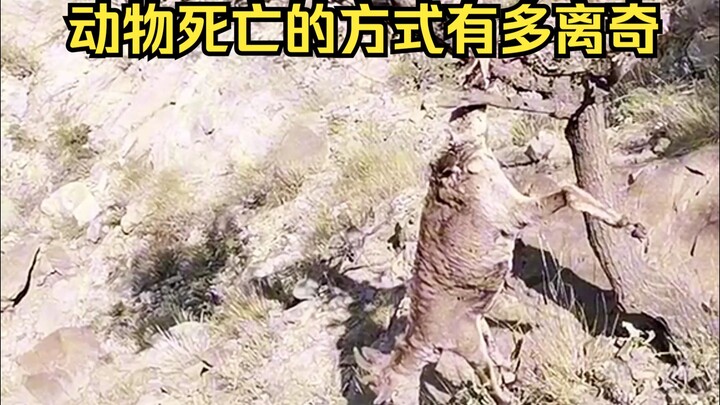 การพิสูจน์สาเหตุการตายอันพิสดารของสัตว์ 26