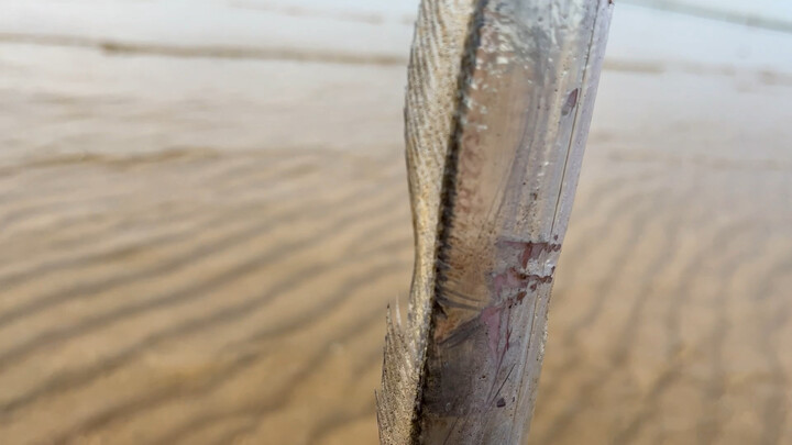 Some people claim that finding ribbonfish means it’s fake, but this one’s four fingers wide—please r