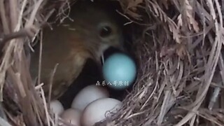 Induk burung yang cerdas langsung membuang telur burung kukuk dari sarangnya, kegagalan burung kukuk