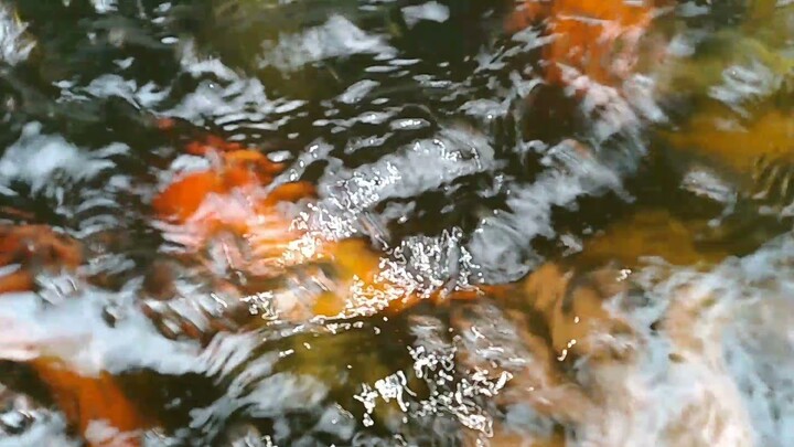 Koi Feeding