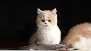 สัตว์|แมวกินฉลามน้อย