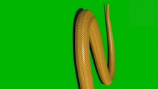 Green Screen Golden Half Tail Moving Desblazeheatnix