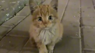 الأميرة الهاربة المشردة، اقبضوا عليها!