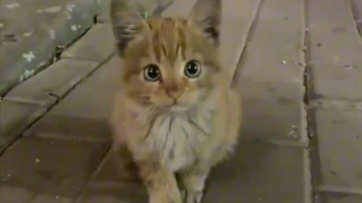 เจ้าหญิงหนีเที่ยว จับตัว!