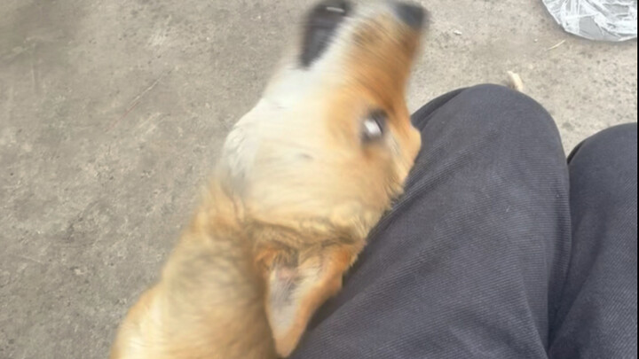 When I’m at the right age, I like playing with dogs.