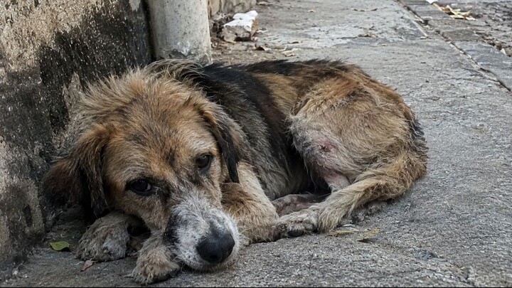 Cachorro doente, precisando de ajuda.
