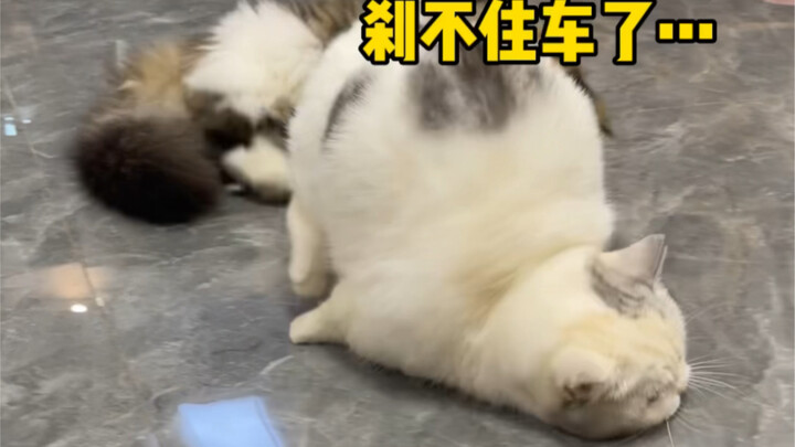 So clumsy yet still loves to play, huh?