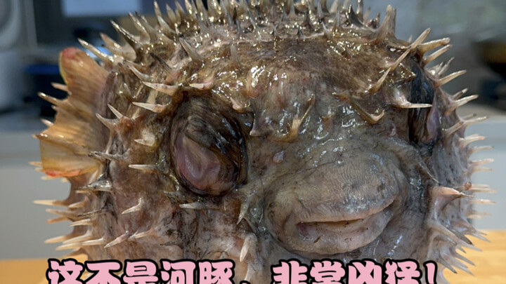 Semakin aneh, semakin enak!