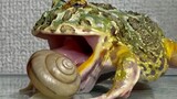 Reptile Pet | Bullfrog Eating A Snail