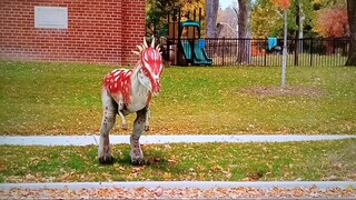 DINODAN BONE IN THE BACKYARD HDTV CILP 2
