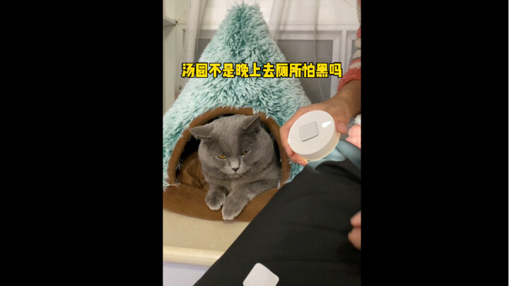 Cat owners, please don’t install voice-activated night lights! Don’t ask me how I know…