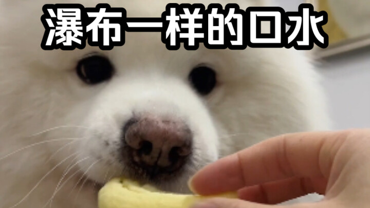 As long as it’s food humans eat, Fido thinks it tastes amazing!