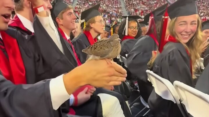 Birds instinctively recognize those who bring them peace of mind