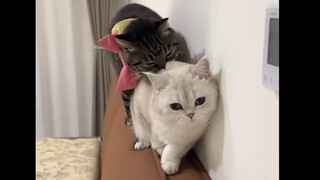 Hubungan antara keluarga kucing sungguh tidak normal!!!