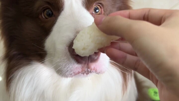 A little dog that doesn’t waste food~