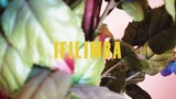 Chikoti-Ifilimba-Music Video