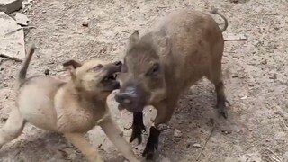 Differences between domestic pigs and wild boars