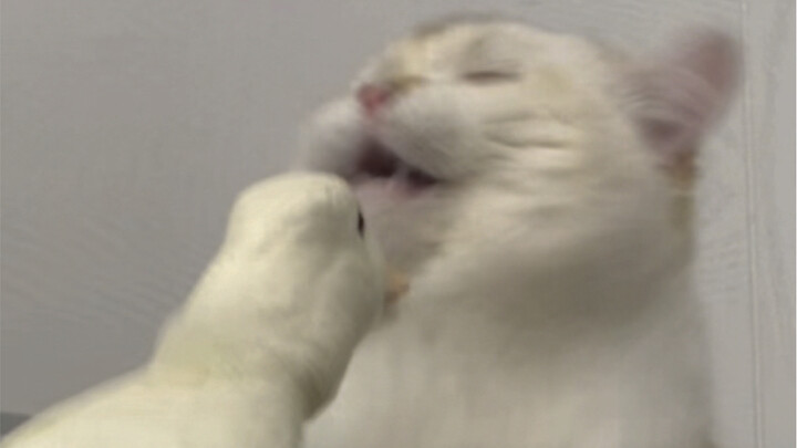 لن تتمكن أبداً من تخمين ما الذي يخيف بطة.