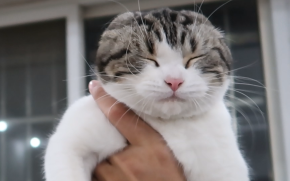 จะเกิดอะไรขึ้นถ้าเป่าลมใส่แมว?