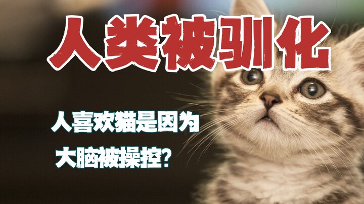 Could Toxoplasma gondii make humans like cats?