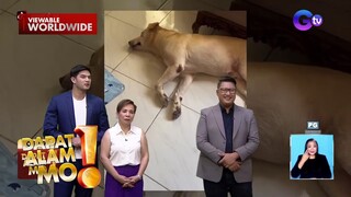 Aso, agad na lumalabas ng pinto kapag narinig ang “hello po” | Dapat Alam Mo!