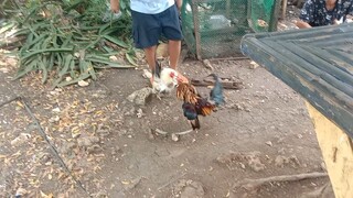 spar sa aking 1x winner 5 years old semi bantam kanawayon