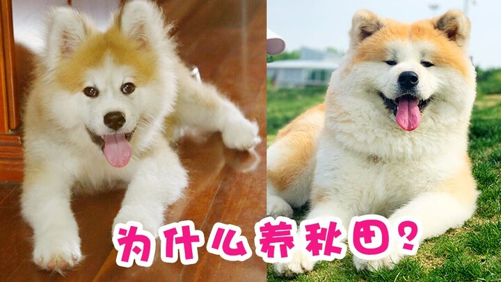 【Kỷ niệm Uyên Tưởng】Tại sao cuối cùng chúng tôi lại nuôi chó Akita