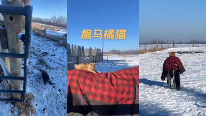 ม้าพุ่งส้มแมว