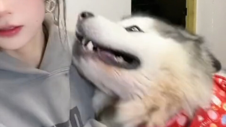 Có con chó nhà nào lại quậy phá giữa livestream thế này chứ?