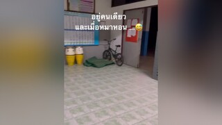 คืนหมาหอน นั่งทำงานอยู่คนเดียว 555 หมา หมาหอน ครู fyp tiktokuni  คนไทยเป็นคนตลก