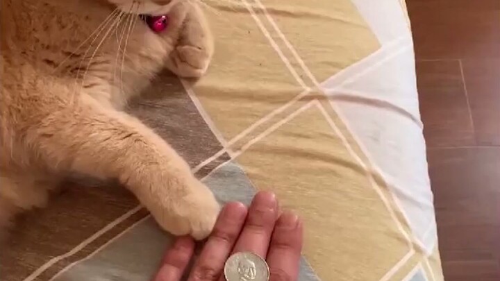 น้องแมวฉลาดมาก แค่เจ้าของทำให้ดูครั้งเดียวก็รู้แล้วว่าเล่นยังไง!